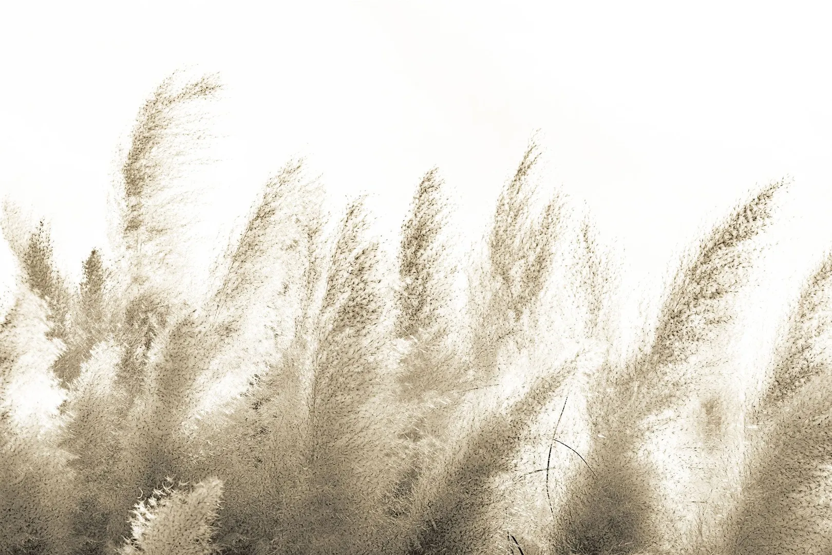 PAMPAS 2
