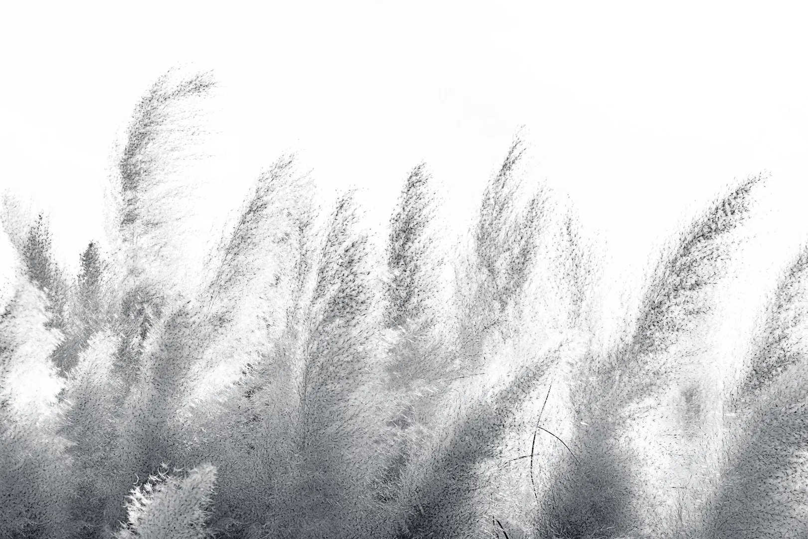 PAMPAS 1