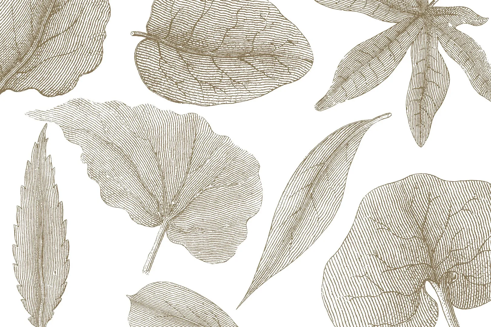 GIANT LEAVES 1