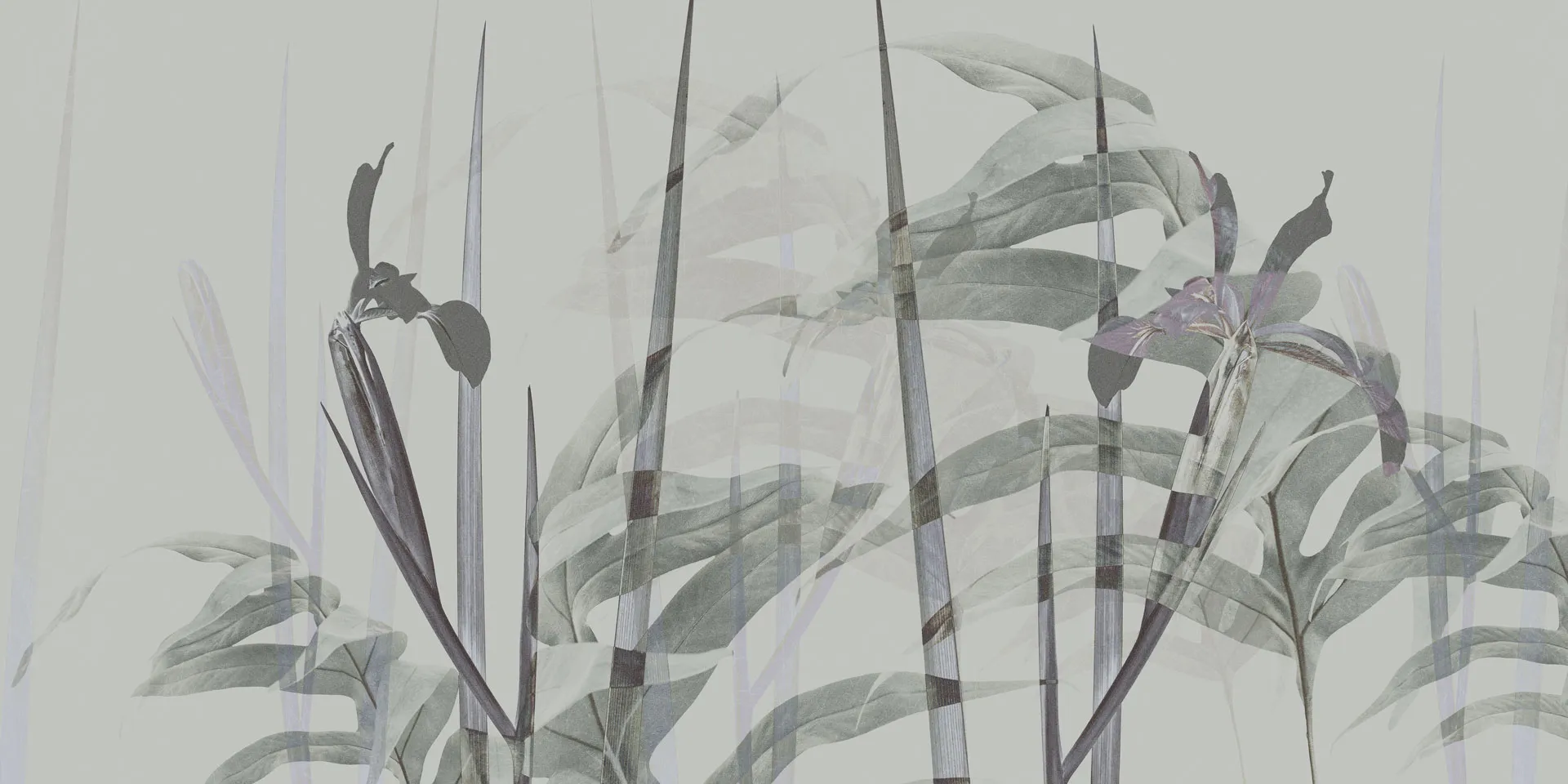 NARCISO 1