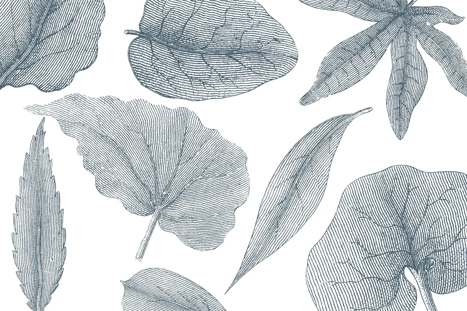 GIANT LEAVES 2